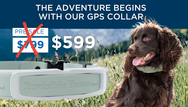 April  Post Install promo $599 - The adventure begins - mountain collar spaniel (2)