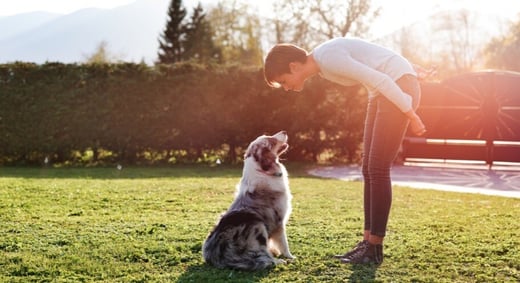 Lady Dog in yard with boundary flags