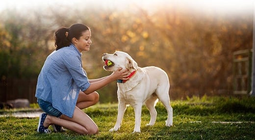 iStock-532057692-collarLO